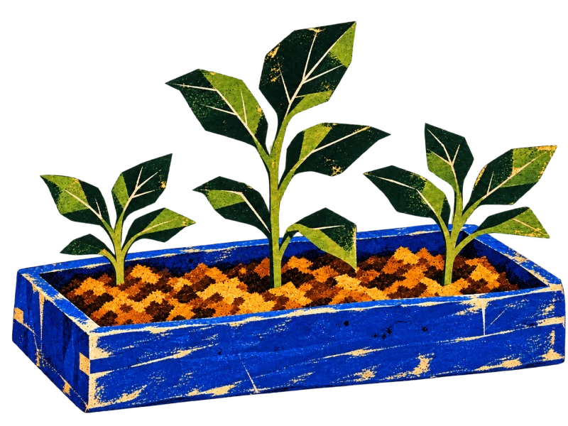 Three angular green seedlings of different sizes growing directly in the soil of a blue wooden planter.