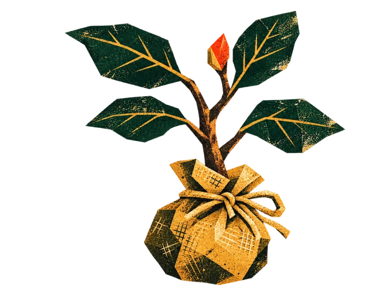 A green sapling with a red bud and its root ball wrapped in tied golden burlap.