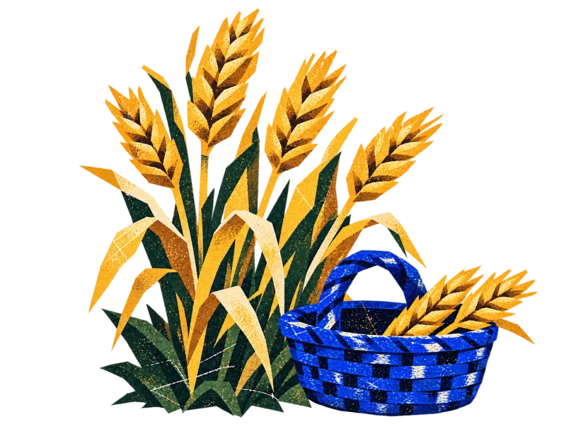Standing golden wheat beside a blue basket containing a few gathered ears.