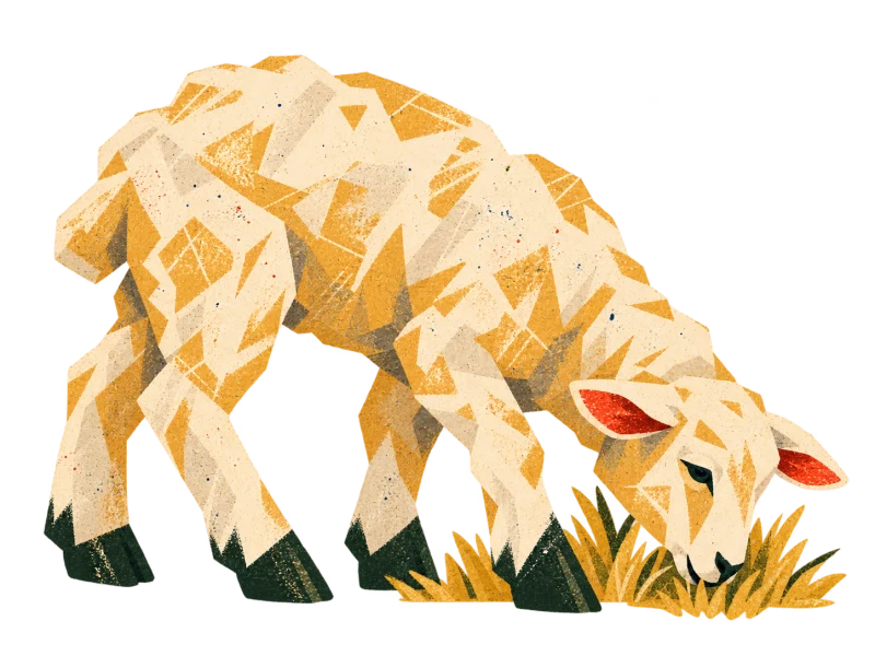 A cream lamb lowers its head to graze a tuft of ochre grass.